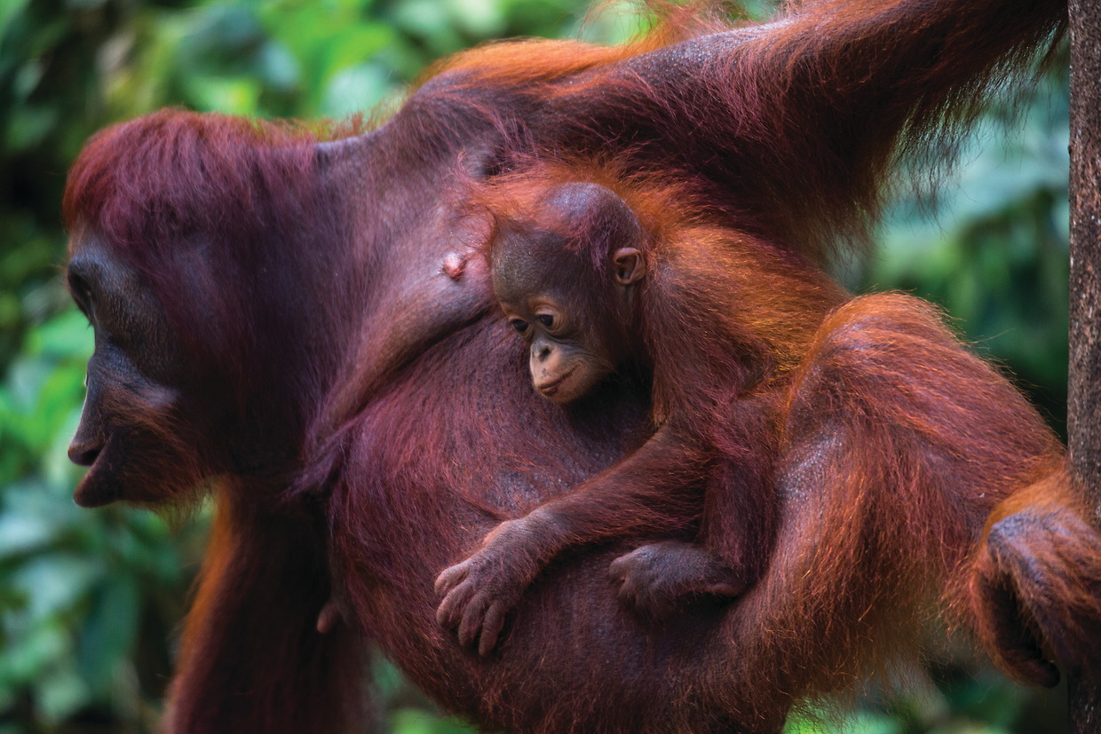 Тур «Тур на остров Борнео: орангутанги и комодские вараны»