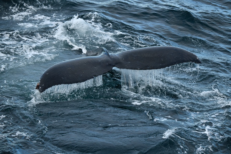 Круиз «Чукотка и остров Колючин: Земля белых медведей»