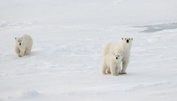 Тур «Географический Северный полюс и восточное побережье Гренландии»