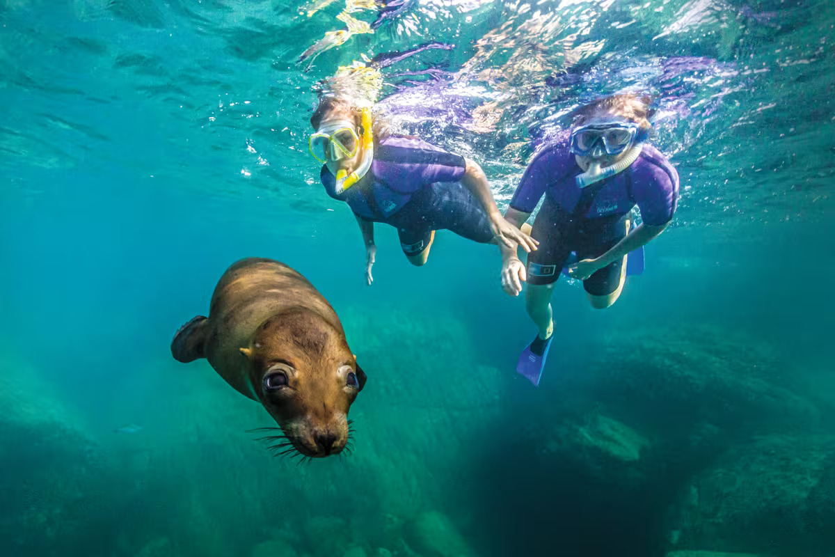 Круиз «Баха Калифорния: экспедиция к китам»