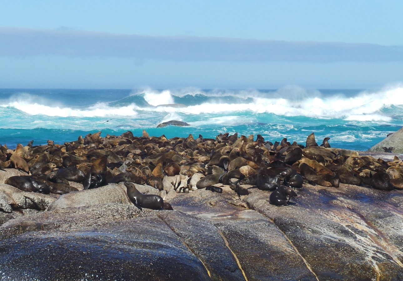 Мыс индийского океана. Заповедник Кейп-Пойнт. ЮАР морские котики. Мыс доброй надежды заповедник. ЮАР Атлантический океан.
