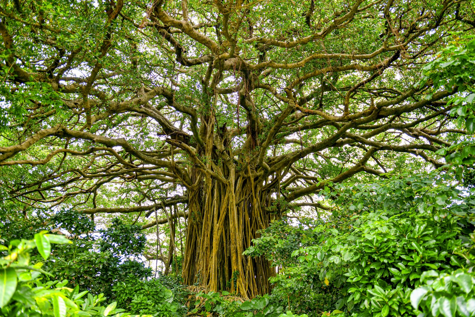 Круиз «Круиз по Японии и Южной Корее»