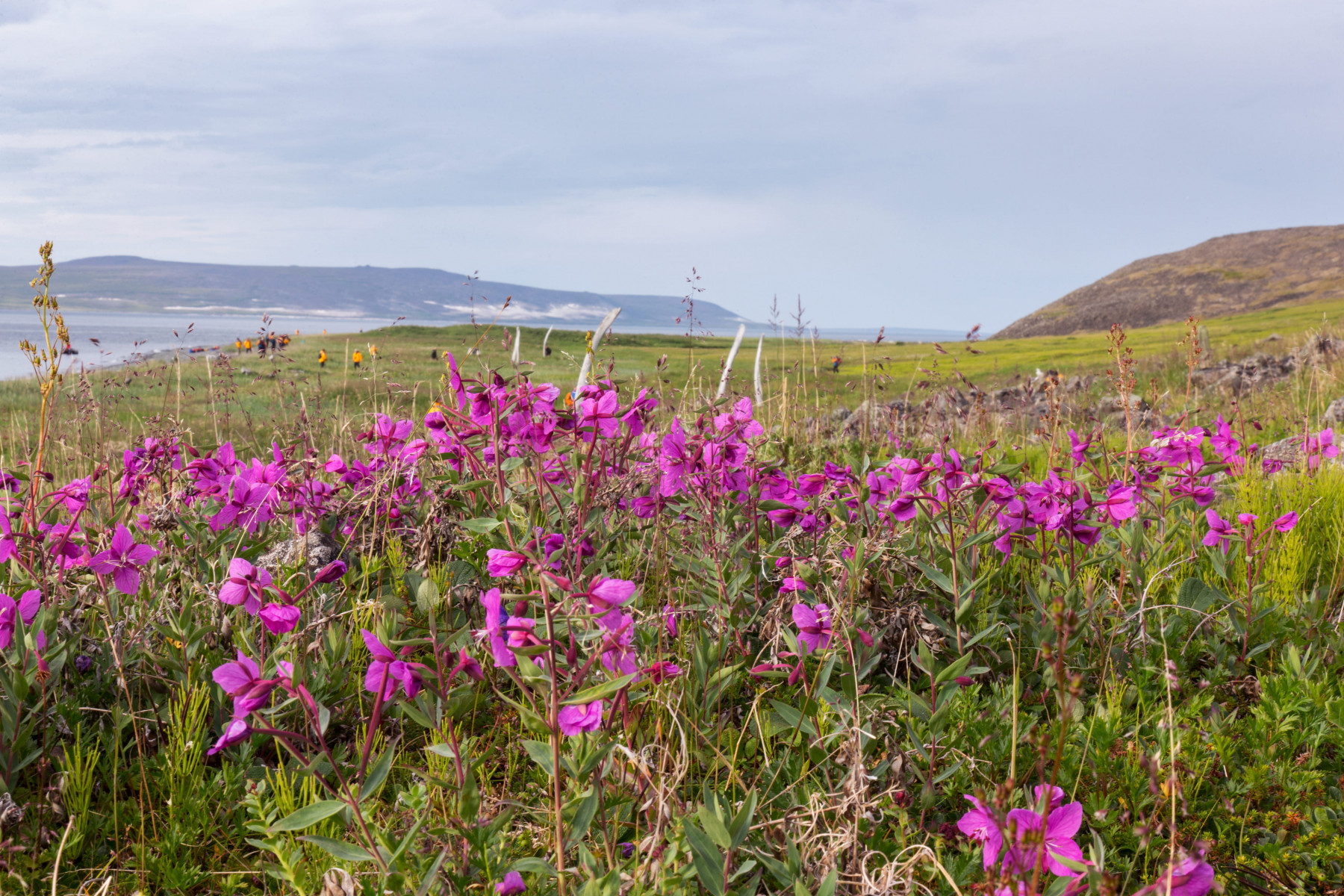 Круиз «Чукотка и остров Колючин: Земля белых медведей»