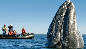 Тур «Баха Калифорния: экспедиция к китам»
