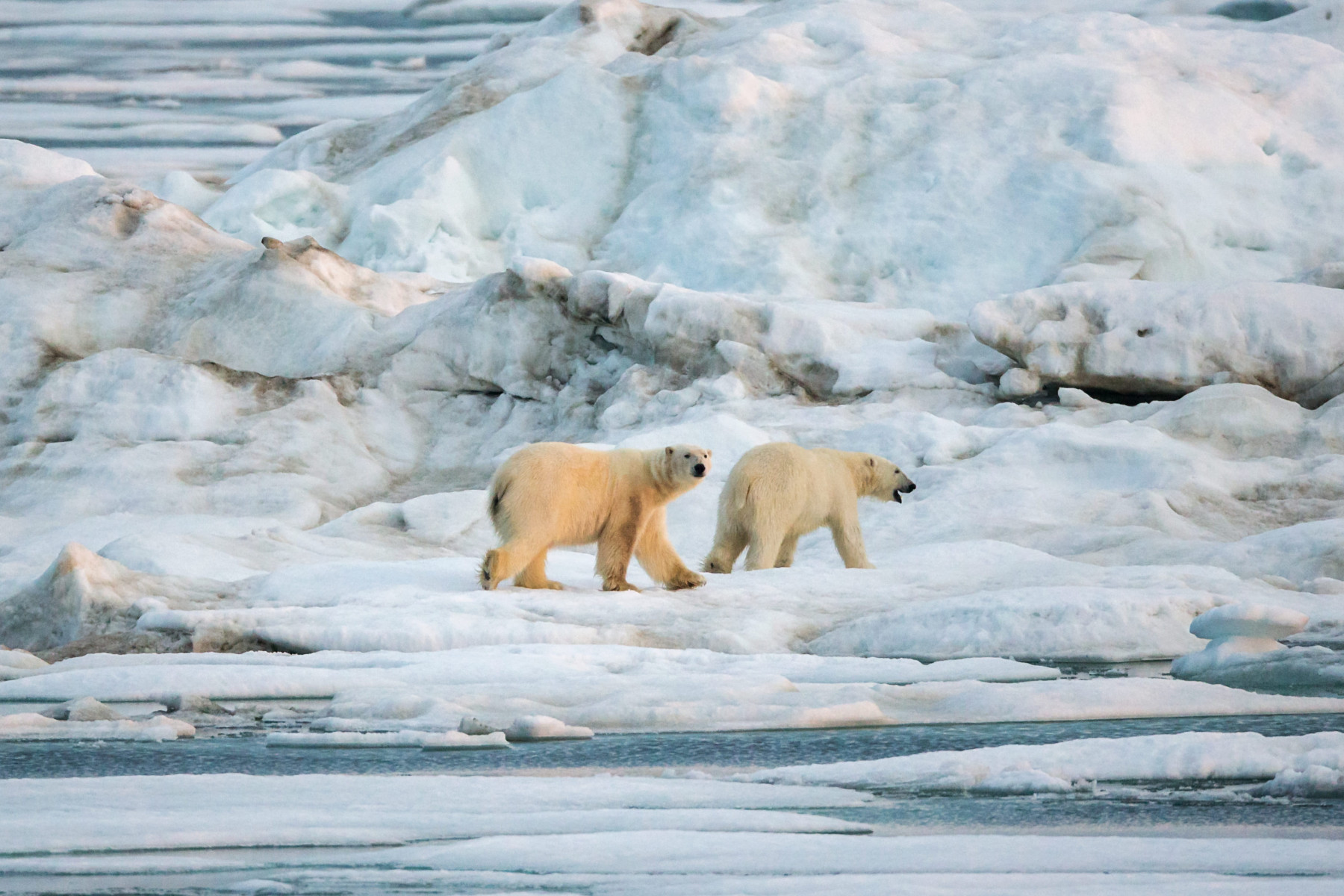 Круиз «Чукотка и остров Колючин: Земля белых медведей»