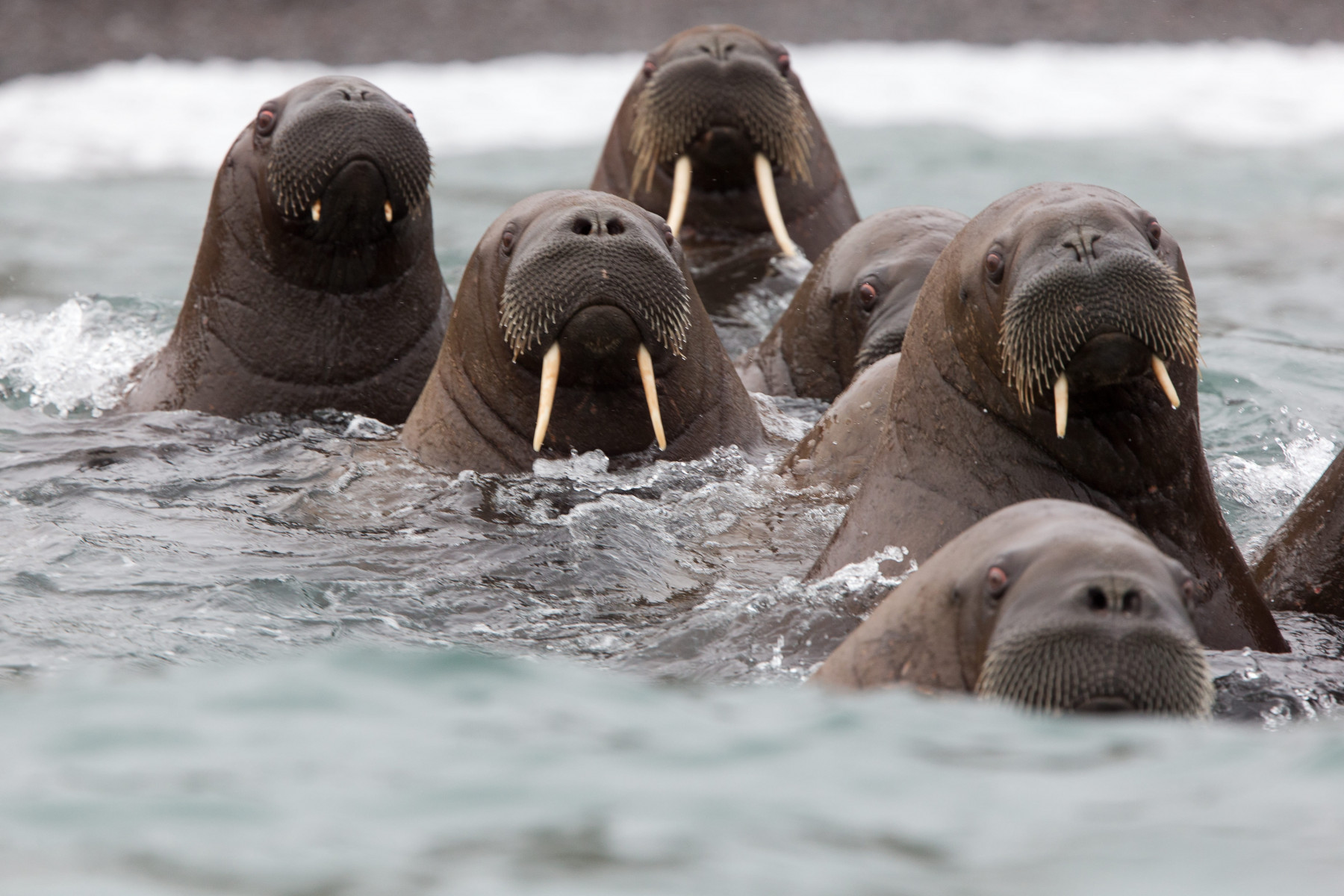 Круиз «Чукотка и остров Колючин: Земля белых медведей»