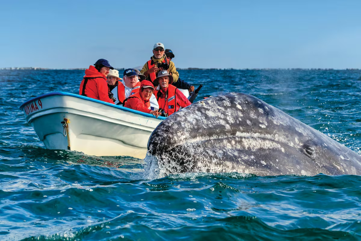 Круиз «Баха Калифорния: экспедиция к китам»
