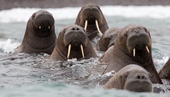 Тур «Чукотка и остров Колючин: Земля белых медведей»