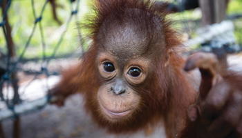 Тур «Орангутанги на острове Борнео и комодские вараны»