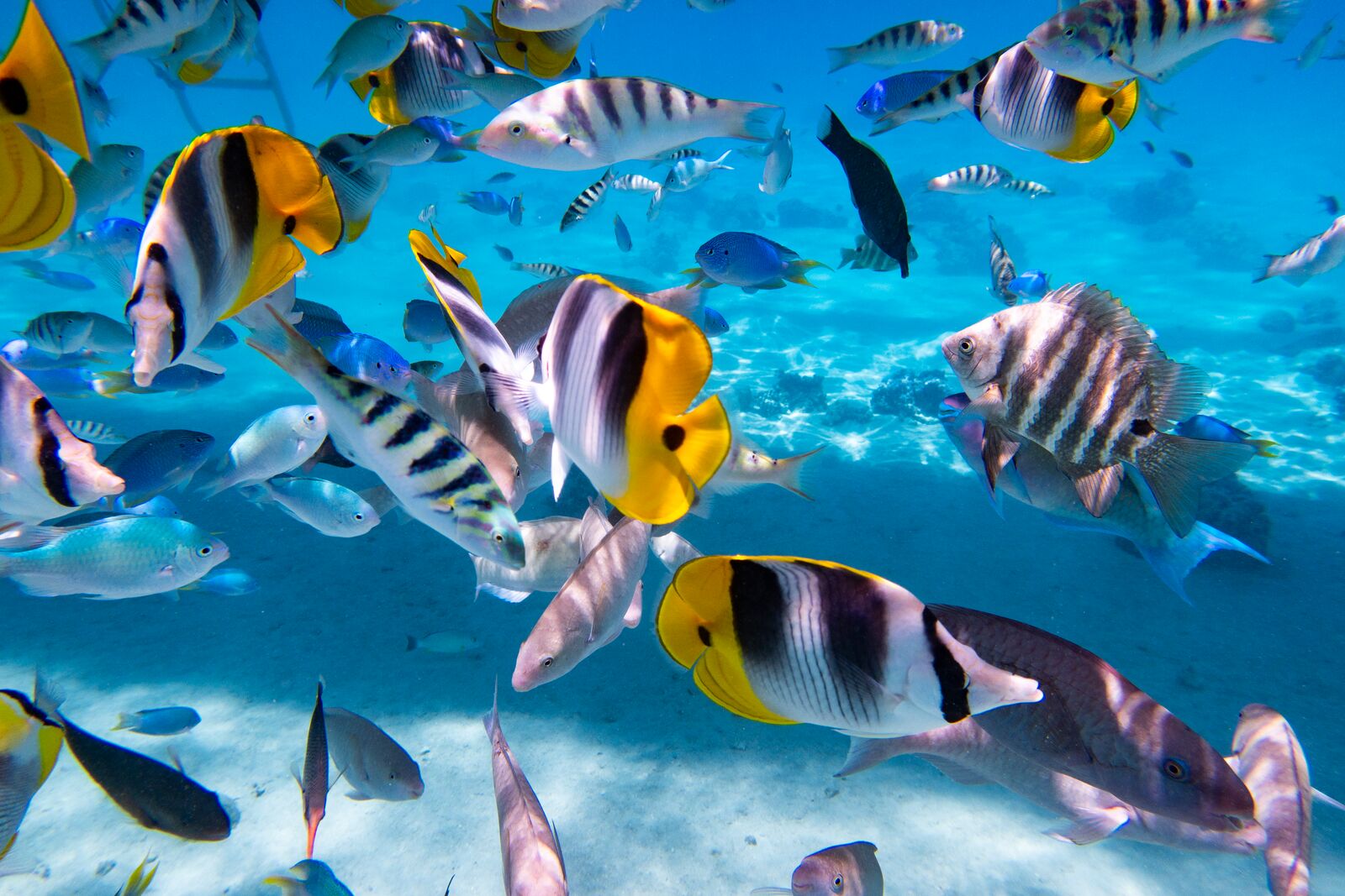 Круиз «Острова Пасхи и Питкэрн: затерянные острова, статуи Моаи и мятежники»