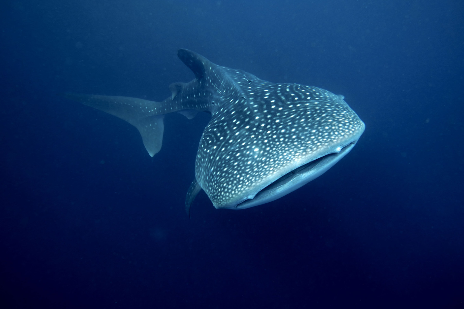 Круиз «Островные сокровища Индонезии и Восточного Тимора»