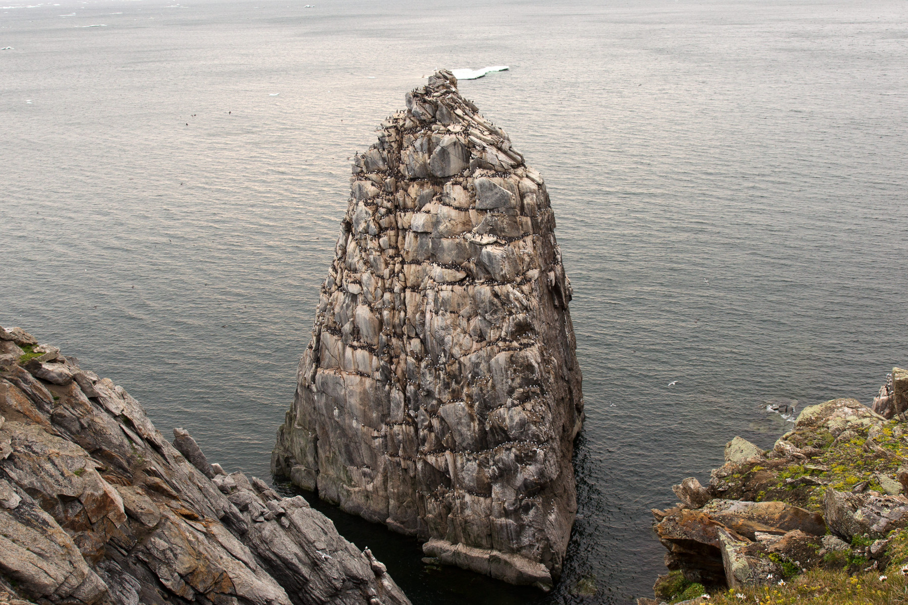 Круиз «Чукотка и остров Колючин: Земля белых медведей»