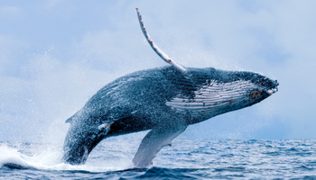 Весь Эквадор и наблюдение за горбатыми китами