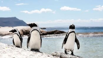 Тур «ЮАР и Намибия: вокруг мыса Доброй Надежды — с Smithsonian Journeys»