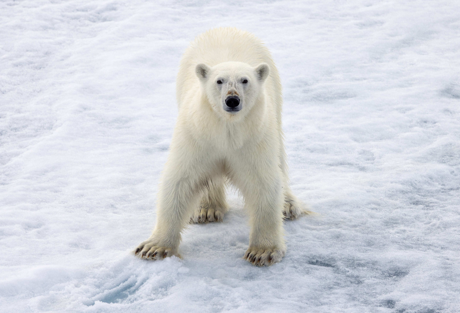 Круиз «Чукотка и остров Колючин: Земля белых медведей»