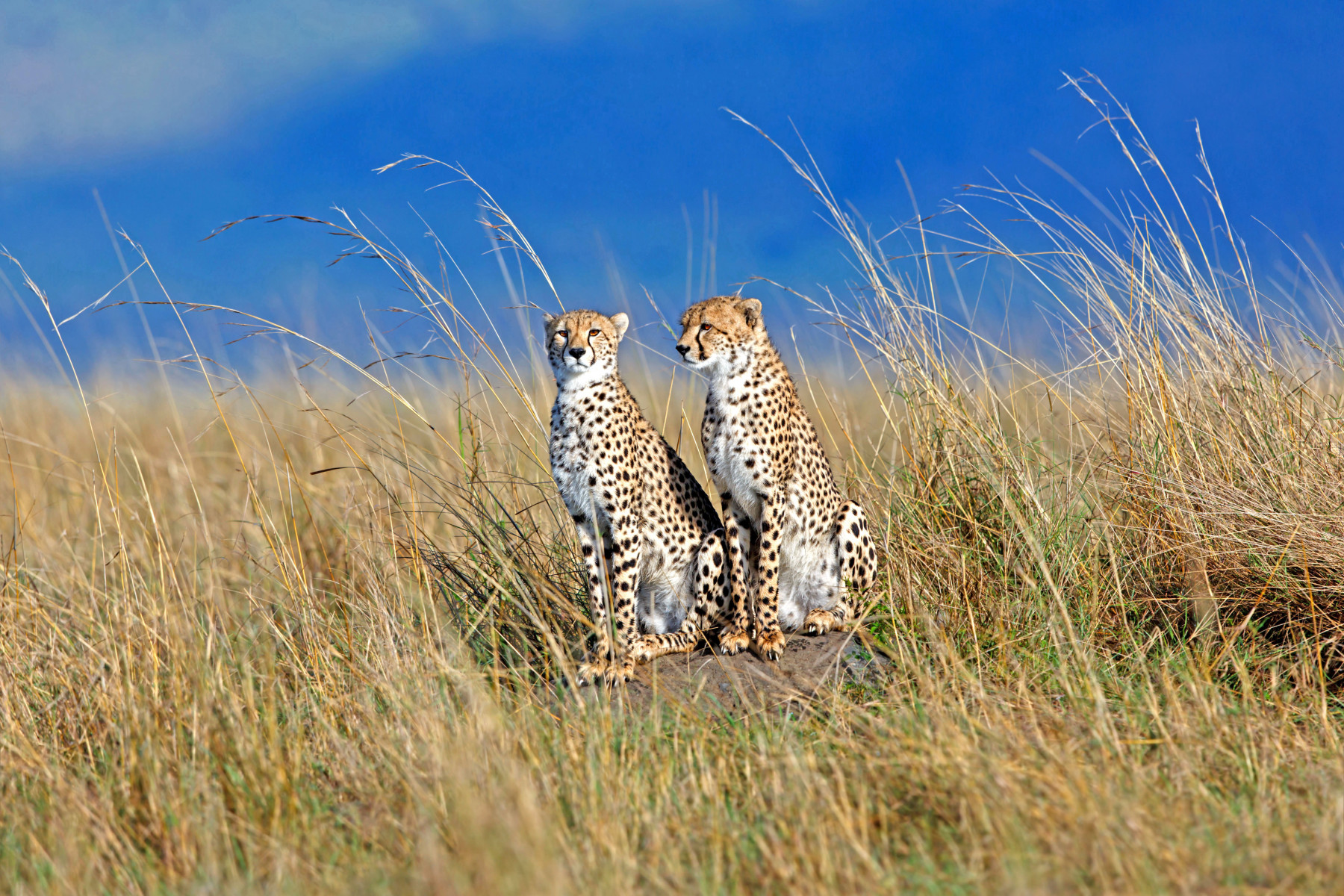 Круиз «ЮАР и восточная Африка»