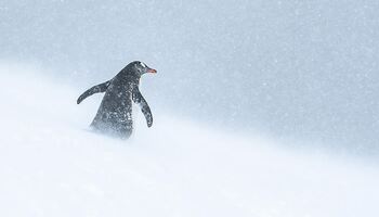 Тур «Неизведанная Восточная Антарктида между двумя континентами»