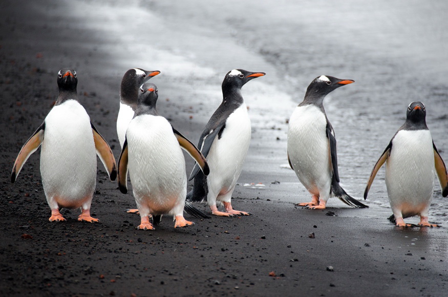 Круиз «Бюджетный круиз в Антарктику»