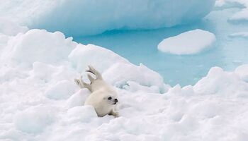 Тур «Залив Святого Лаврентия и Гренландия: последние мгновения зимы»
