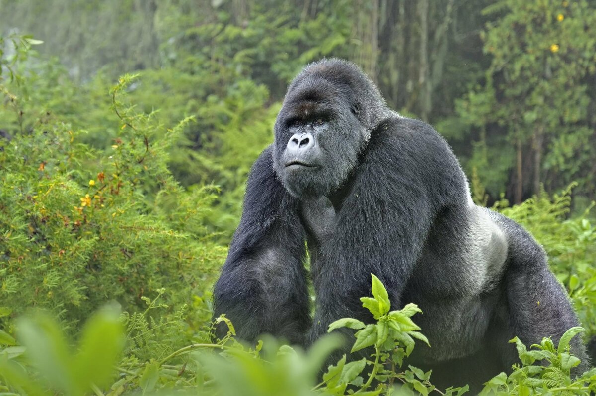 Тур «Трекинг к гориллам и золотым мартышкам в Руанде»