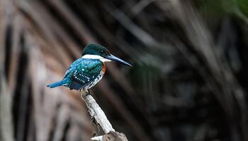 Тур «Секреты Центральной Америки»