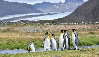 Тур «Фолклендские острова, Южная Георгия, Антарктика и полуостров Вальдес»