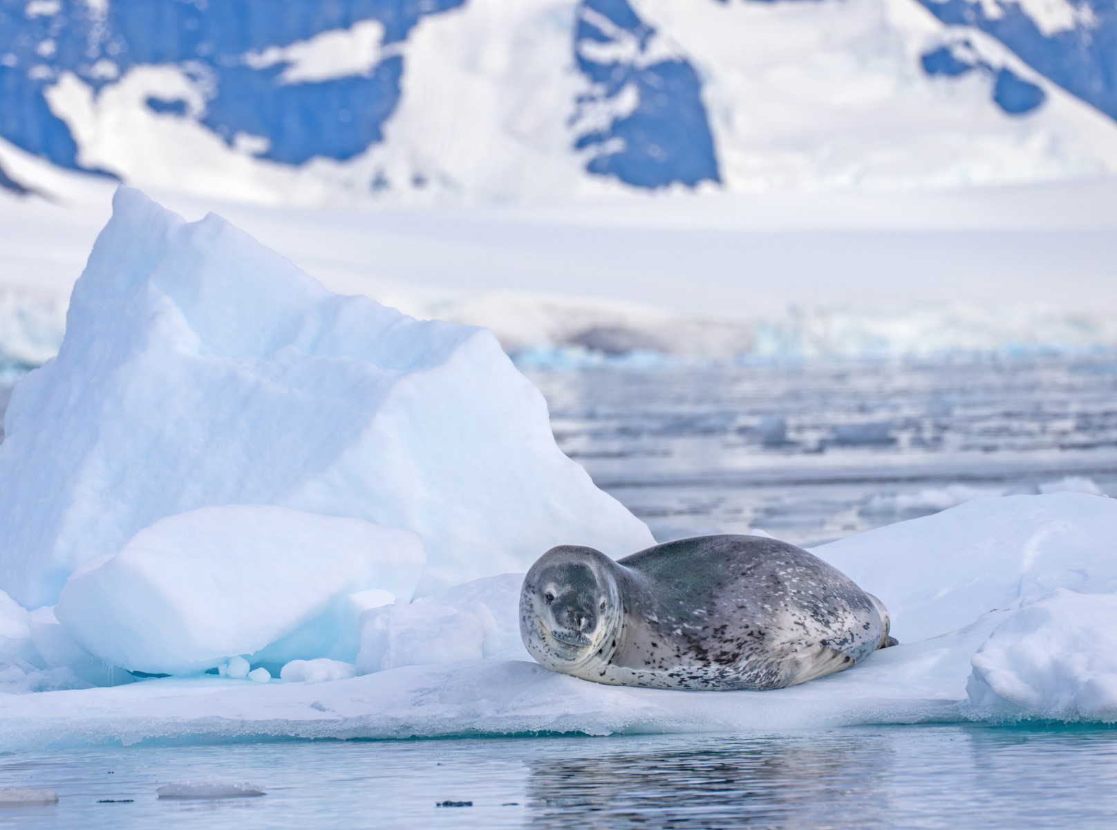 Круиз «Тур в Антарктиду. Круиз на Новый год»