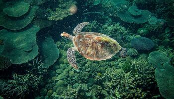 Тур «Мадагаскар и Южная Африка»