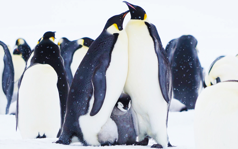 Круиз «Императорские пингвины моря Уэделла»