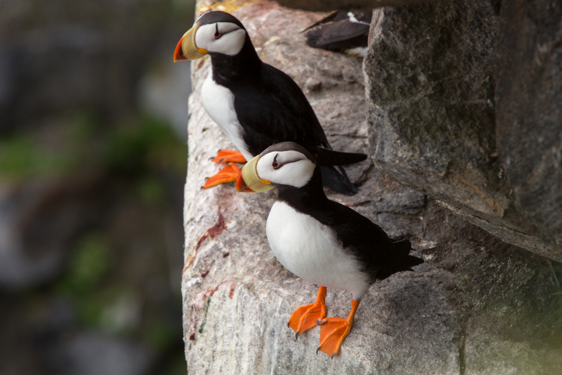 Круиз «Чукотка и остров Колючин: Земля белых медведей»