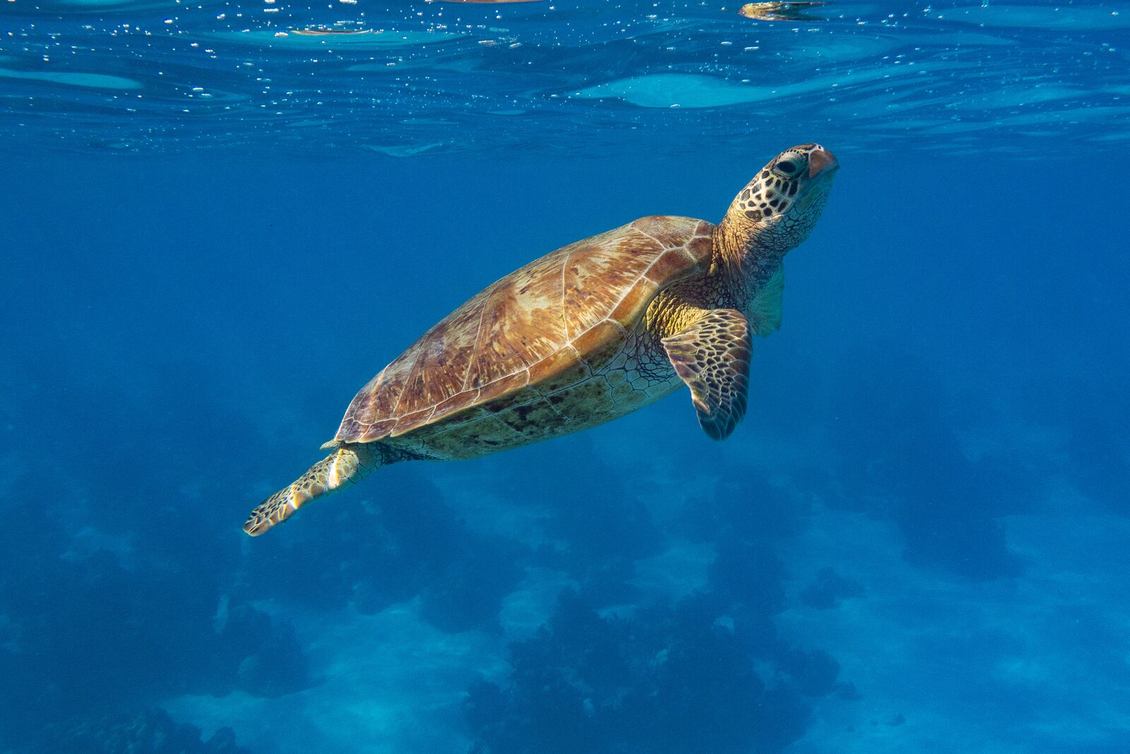 Круиз «Острова Пасхи и Питкэрн: затерянные острова, статуи Моаи и мятежники»