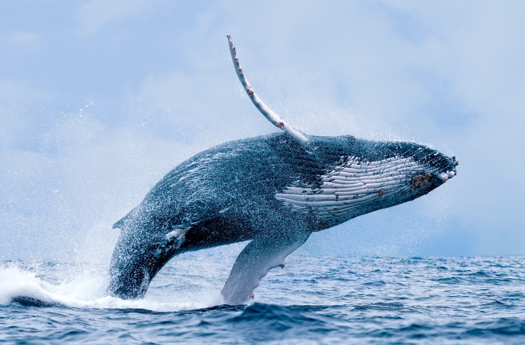 Тур «Весь Эквадор и наблюдение за горбатыми китами»