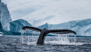 Тур «Фолклендские острова и Антарктический полуостров»