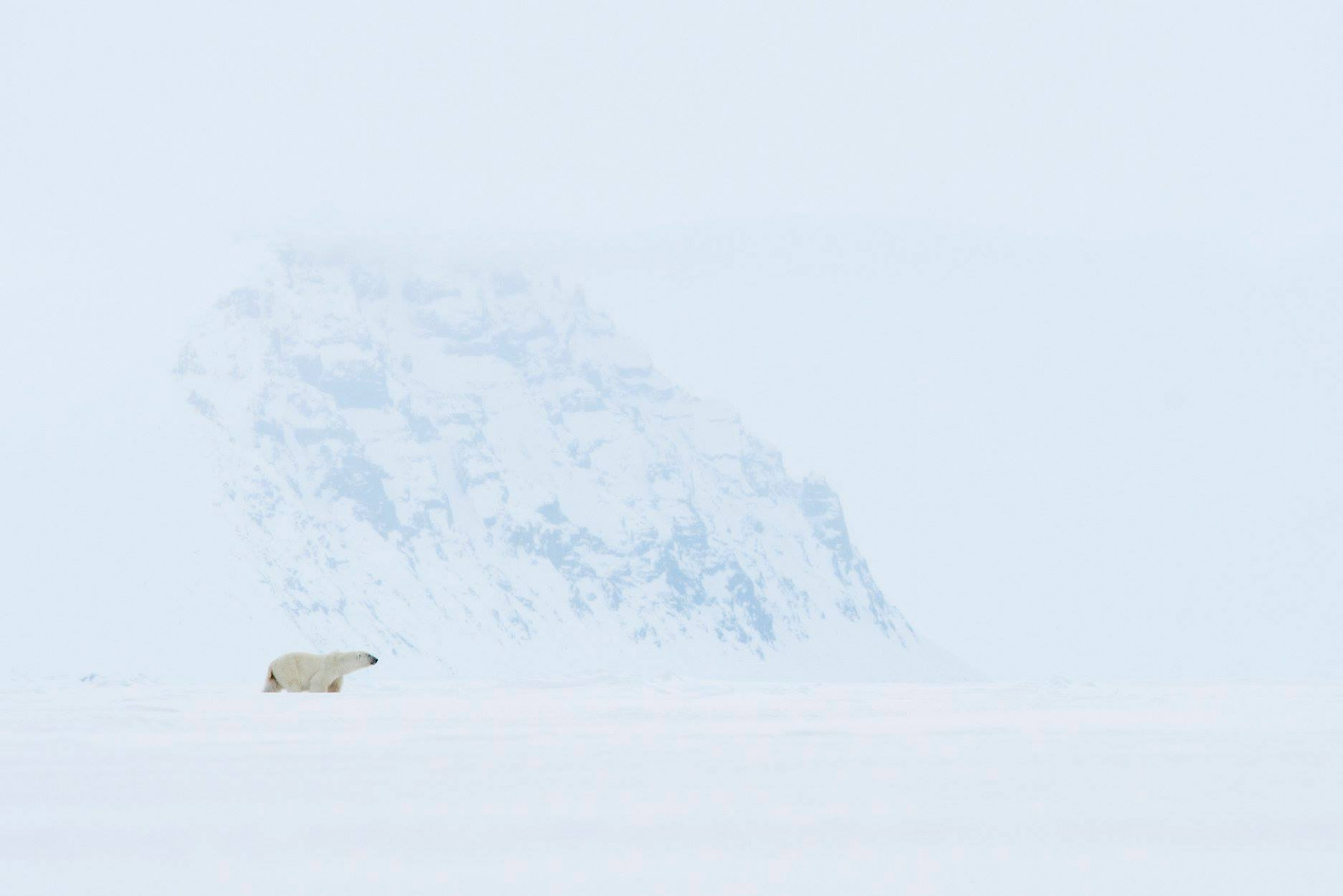 Тур «Фото-сафари к белым медведям и медвежатам»