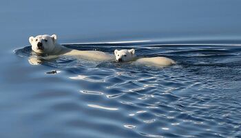 Тур «Дикая природа: из Гренландии к восточному побережью Канады»