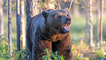 Наблюдение за медведями, волками и росомахами