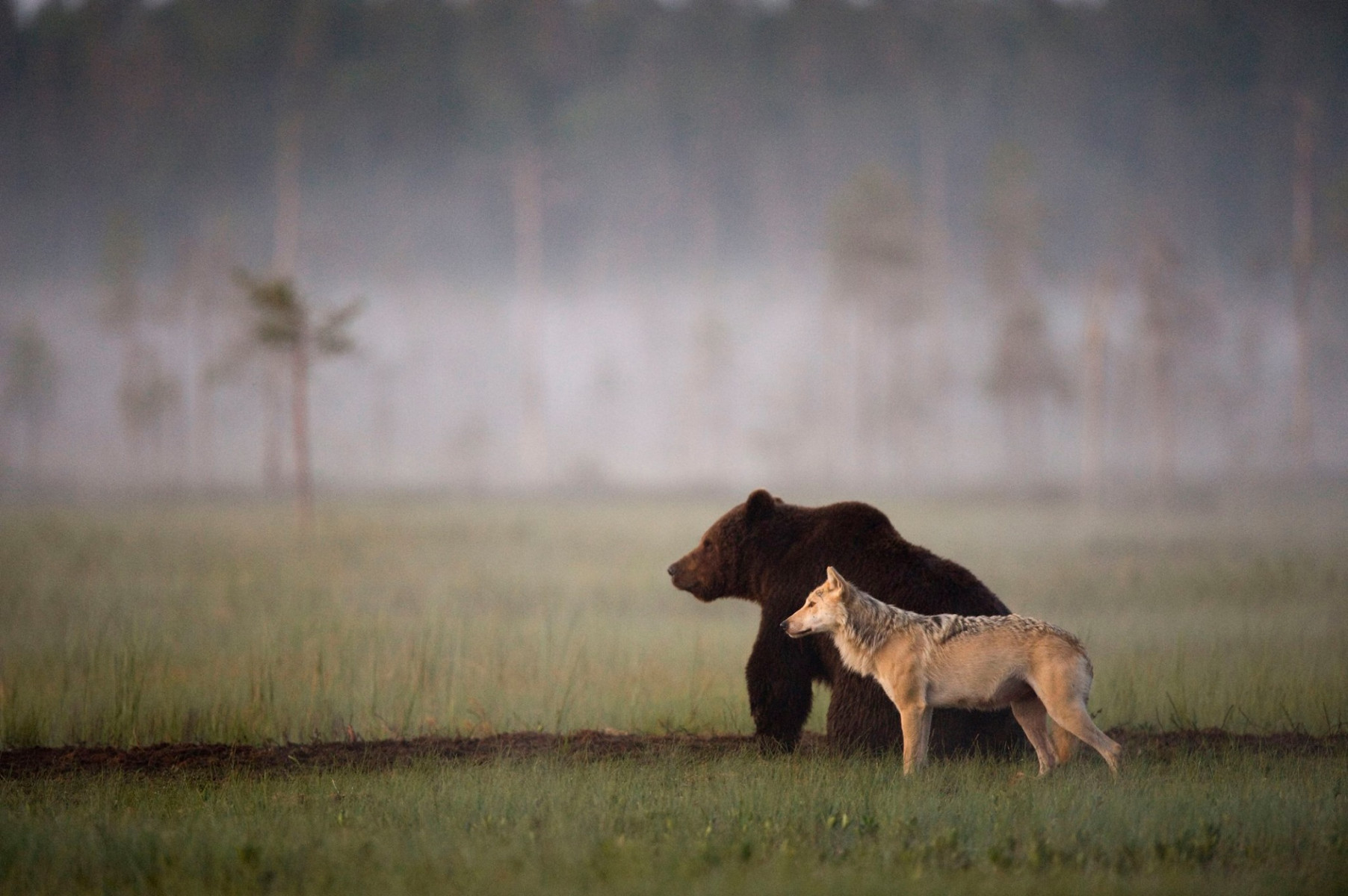 Тур «Наблюдение за медведями, волками и росомахами»