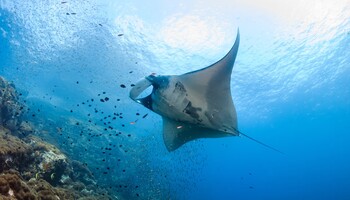 Тур «Западная Австралия: Фримантл - Дарвин»