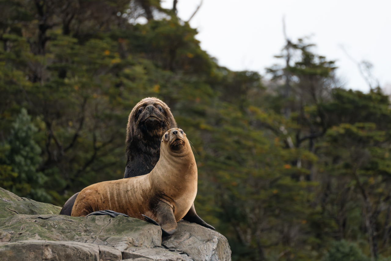 Круиз «Патагония и фьорды Чили»
