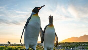 Тур «Антарктика, Южная Георгия и Фолклендские острова»