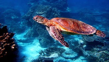 Тур «Кимберли: Дарвин - Брум»