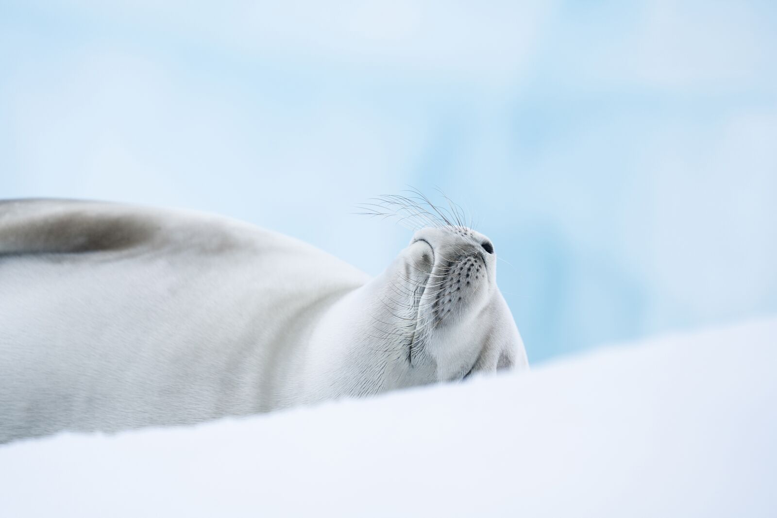 Круиз «Бюджетный круиз в Антарктику»