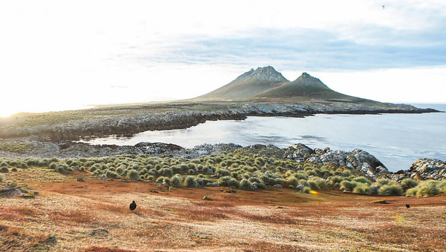 Тур «Дикая природа между Аргентиной и Фолклендскими островами»