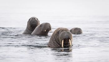Тур «Во льдах Арктики: от Гренландии до Шпицбергена»