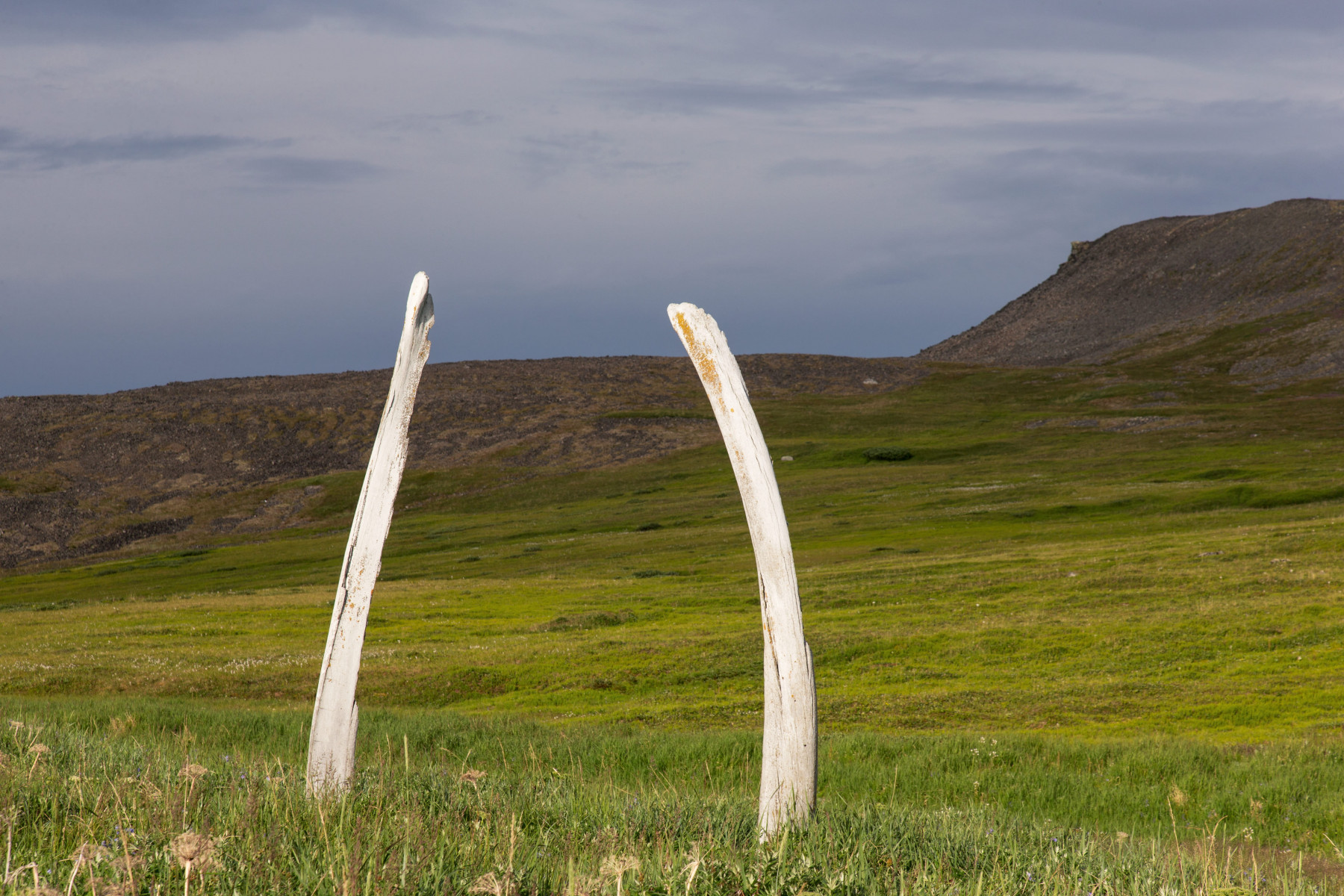 Круиз «Чукотка и остров Колючин: Земля белых медведей»