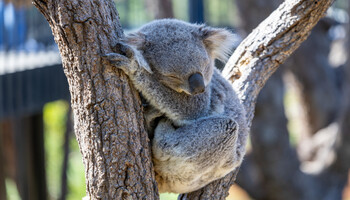 Тур «Восточное побережье Австралии»