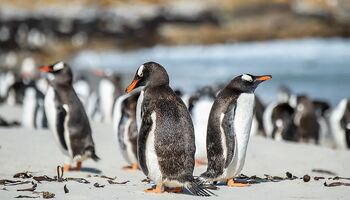 Тур «Фолклендские острова, Южная Георгия, Антарктика и полуостров Вальдес»