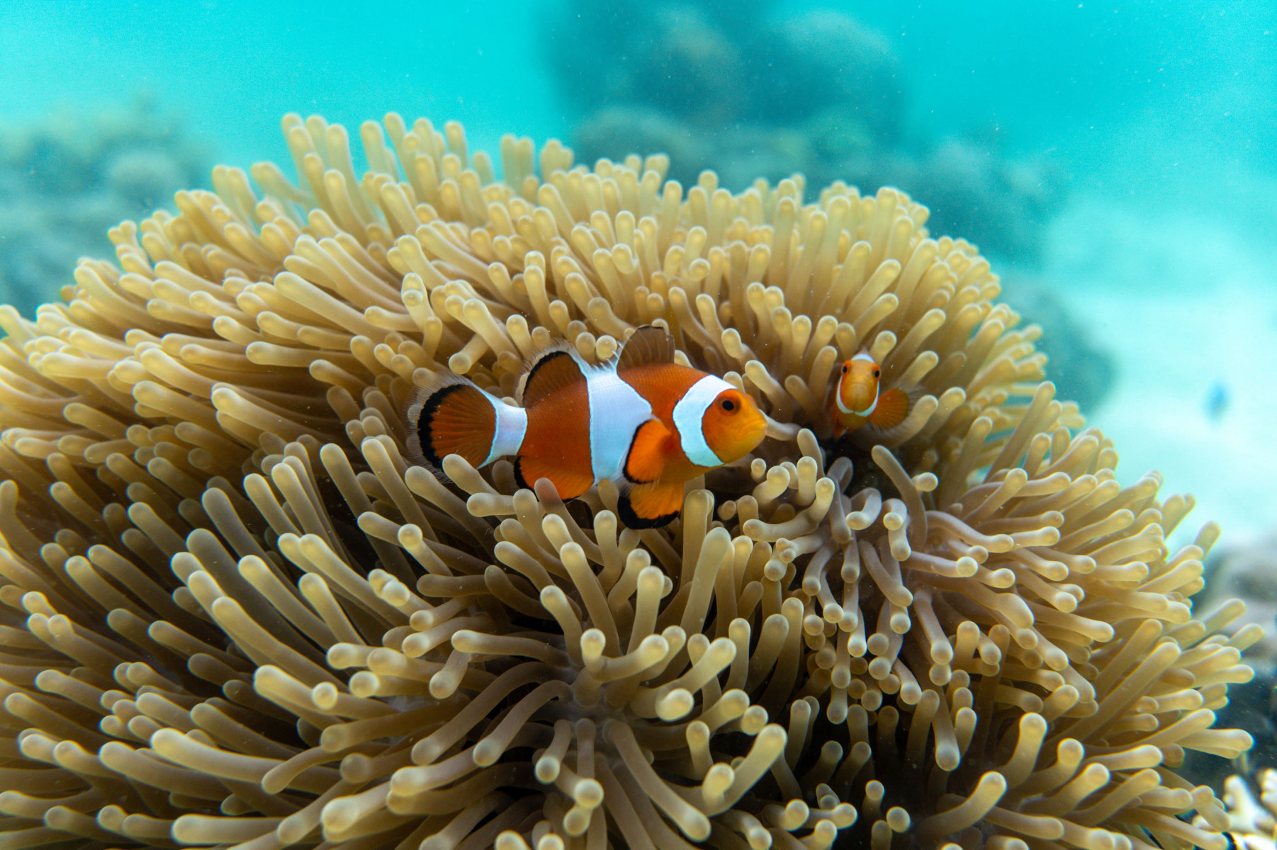 Круиз «Островные сокровища Индонезии и Восточного Тимора»