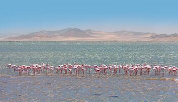 Тур «Намибия и побережье ЮАР»