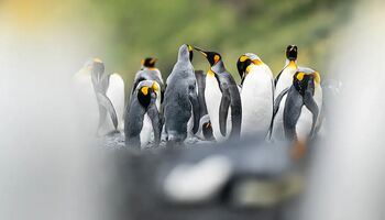 Тур «Экспедиция к Субантарктическим островам Новой Зеландии»